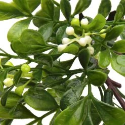 Top 10 😍 Boxwood Pick By Ashland® 🎁 -Ashlandty Shop 10546920 2