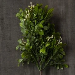 Top 10 😍 Boxwood Pick By Ashland® 🎁 -Ashlandty Shop 10546920 25