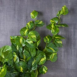 Deals 😉 Hanging Philo Bush by Ashland® 💯 -Ashlandty Shop 10547222 22