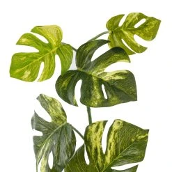 Brand new 🛒 Split Hanging Philo Bush by Ashland® ✔️ -Ashlandty Shop 10547223 20