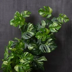 Brand new 🛒 Split Hanging Philo Bush by Ashland® ✔️ -Ashlandty Shop 10547223 22