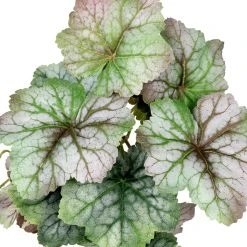 Best reviews of 🎁 Assorted Ivy Leaf Pick By Ashland™ 🎁 -Ashlandty Shop 10547224 2