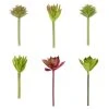 Promo ✔️ Assorted Succulent Pick By Ashland® ⌛ -Ashlandty Shop 10547225 1 u