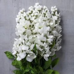 Promo ⌛ White Wisteria Bush by Ashland® ❤️ -Ashlandty Shop 10547400 22