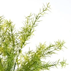 Buy 🎉 Springeri Bush by Ashland® 🌟 -Ashlandty Shop 10547458 2