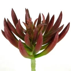 Best Sale ๐ฅ 12 Pack: Assorted Succulent Pick by Ashland® โ๏ธ 12 Best Sale ๐ฅ 12 Pack: Assorted Succulent Pick by Ashland® โ๏ธ -Ashlandty Shop 10547488 2 1