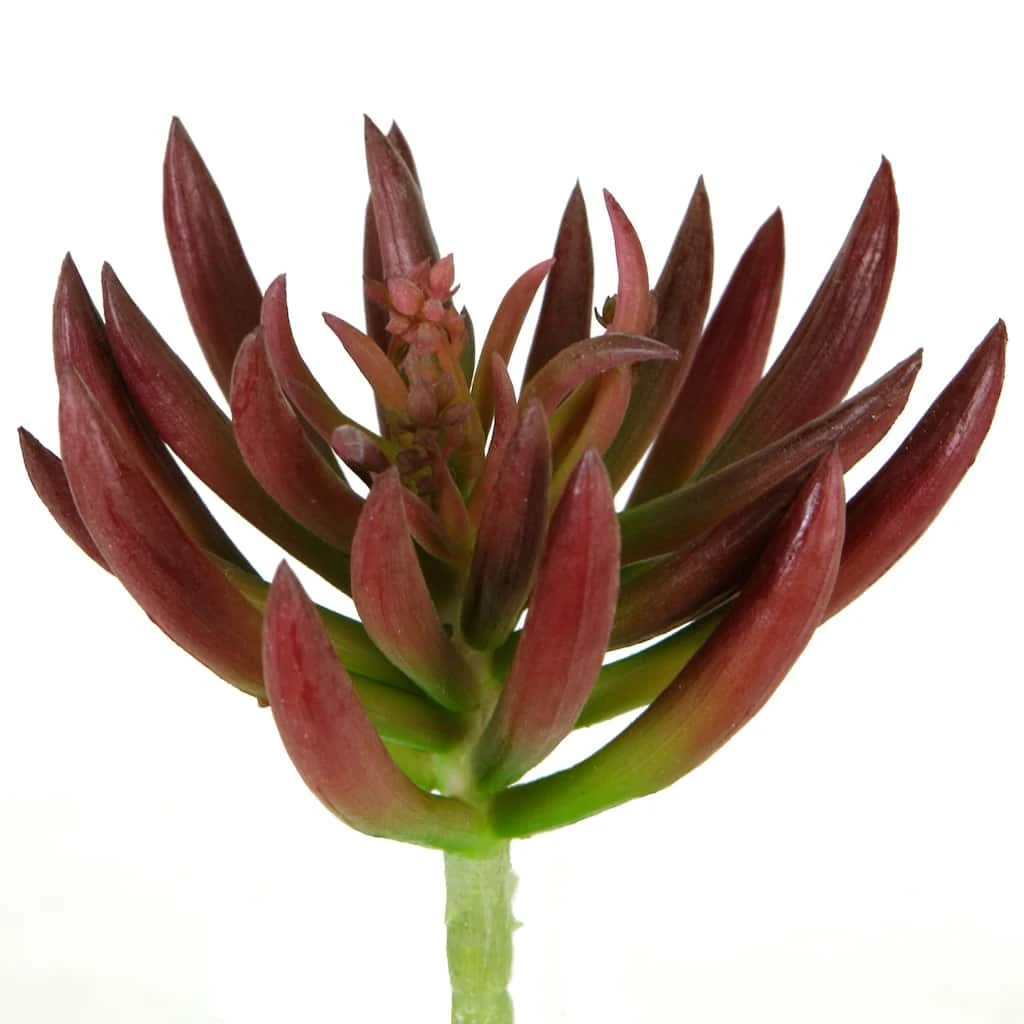 Best Sale ๐ฅ 12 Pack: Assorted Succulent Pick by Ashland® โ๏ธ 5 Best Sale ๐ฅ 12 Pack: Assorted Succulent Pick by Ashland® โ๏ธ - Image 3