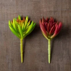 Promo ⌛ Assorted Succulent Pick By Ashland® 🎉 -Ashlandty Shop 10547488 25