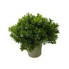 Budget ❤️ 6 Pack: Premade Boxwood Bush by Ashland® 🤩 -Ashlandty Shop 10547538