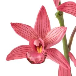 Brand new β¨ Mauve Boat Orchid Spray by Ashland® π 7 Brand new β¨ Mauve Boat Orchid Spray by Ashland® π -Ashlandty Shop 10626413 20