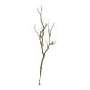 Deals ⌛ Bare Birch Branch by Ashland® ❤️ -Ashlandty Shop 10626481 1