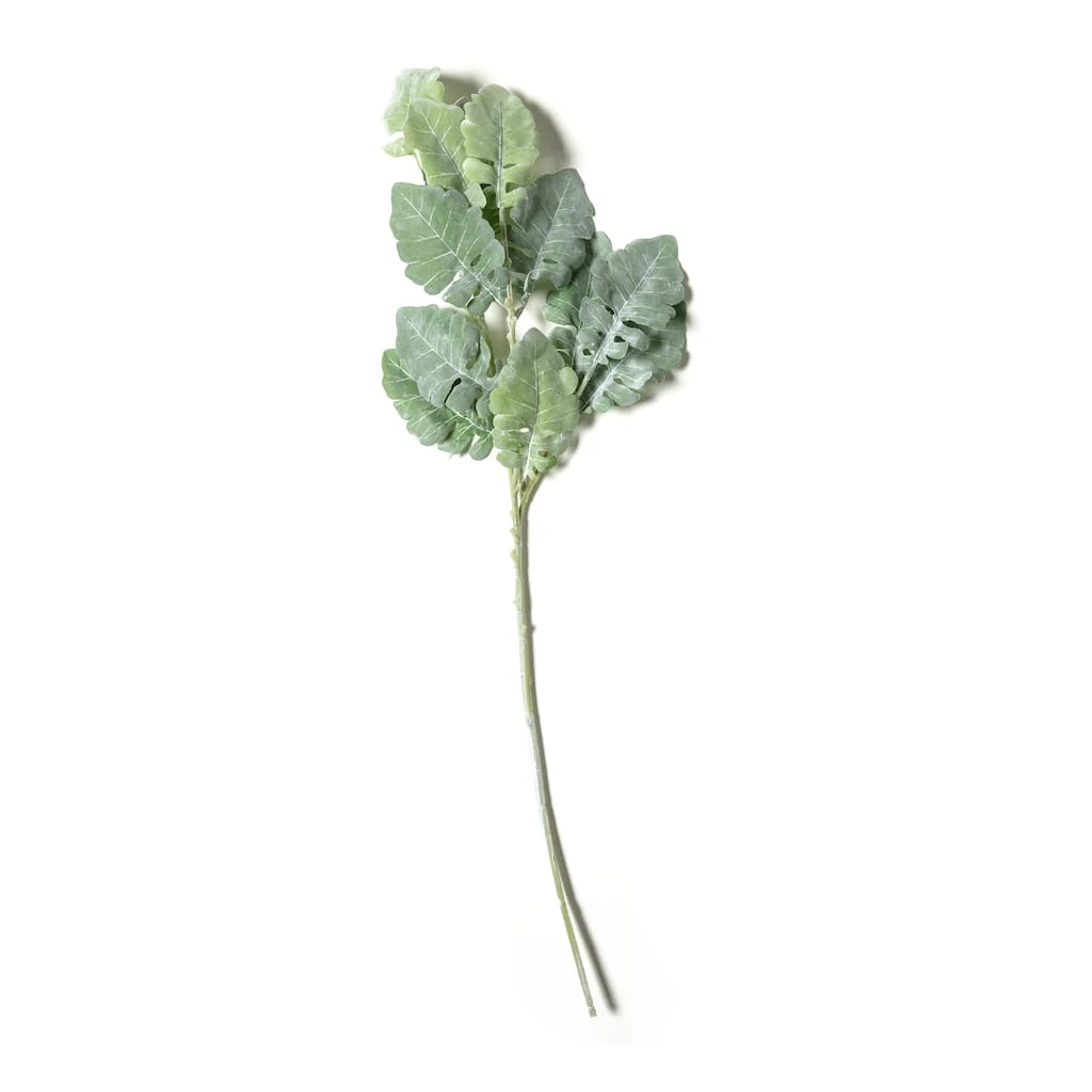 Wholesale 𧨠Green Dusty Miller Stem by Ashland® π 3 Wholesale 𧨠Green Dusty Miller Stem by Ashland® π