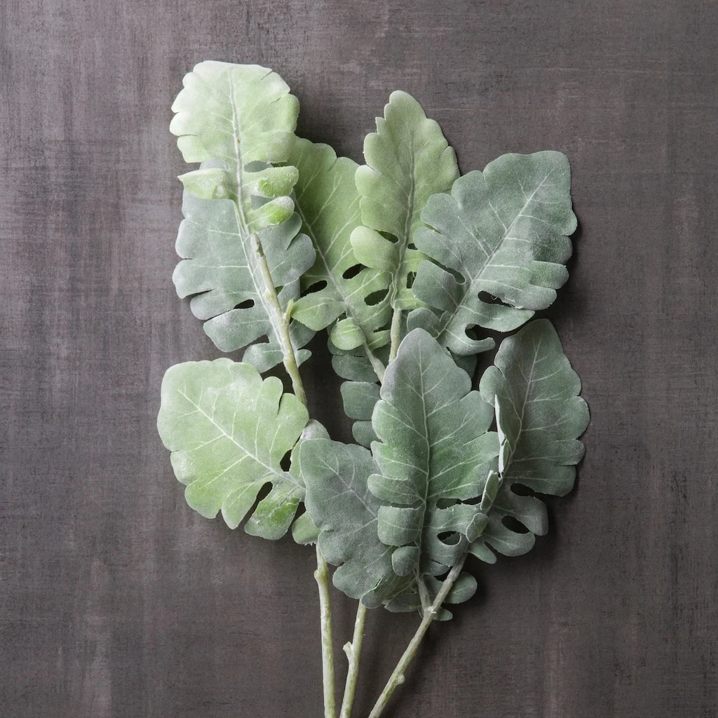 Wholesale 𧨠Green Dusty Miller Stem by Ashland® π 4 Wholesale 𧨠Green Dusty Miller Stem by Ashland® π - Image 2
