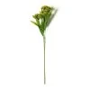 Discount 😍 Green Queen Anne's Lace Stem by Ashland® ❤️