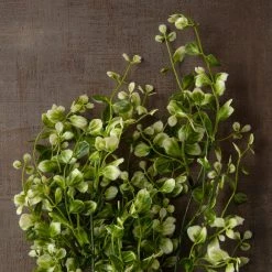Discount 🧨 6 Pack: Cream & Green Hanging Smilax Bush by Ashland® 🎁 -Ashlandty Shop 10626845 25
