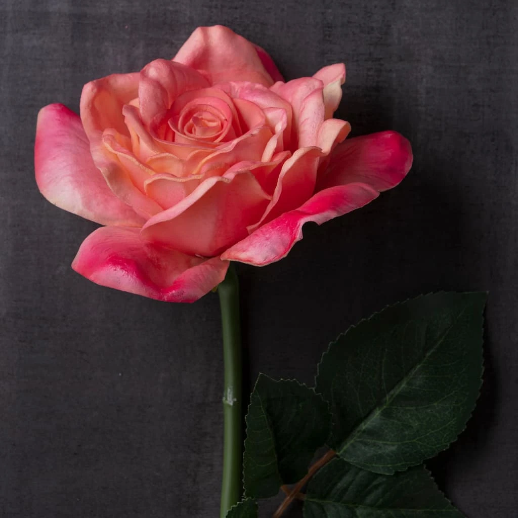 Cheapest ๐งจ Pink Rose Stem by Ashland® โ 4 Cheapest ๐งจ Pink Rose Stem by Ashland® โ - Image 2