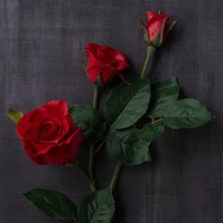 Best reviews of 👍 Red Rose Stem by Ashland® ✨ -Ashlandty Shop 10626884 25