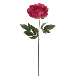 Best reviews of 🤩 6 Pack: Fuchsia Peony Stem by Ashland® ⭐