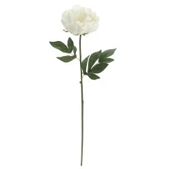 Promo 🥰 White Peony Stem by Ashland® 🔥