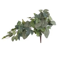 Promo 😍 6 Pack: Green Hanging Fittonia Bush by Ashland® 💯