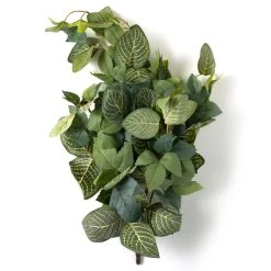Deals 🥰 Green Hanging Fittonia Bush by Ashland® ⌛ -Ashlandty Shop 10626924 21