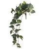 Best Pirce 😀 6 Pack: Hanging Pothos Bush by Ashland® ✔️ -Ashlandty Shop 10626927 1 1
