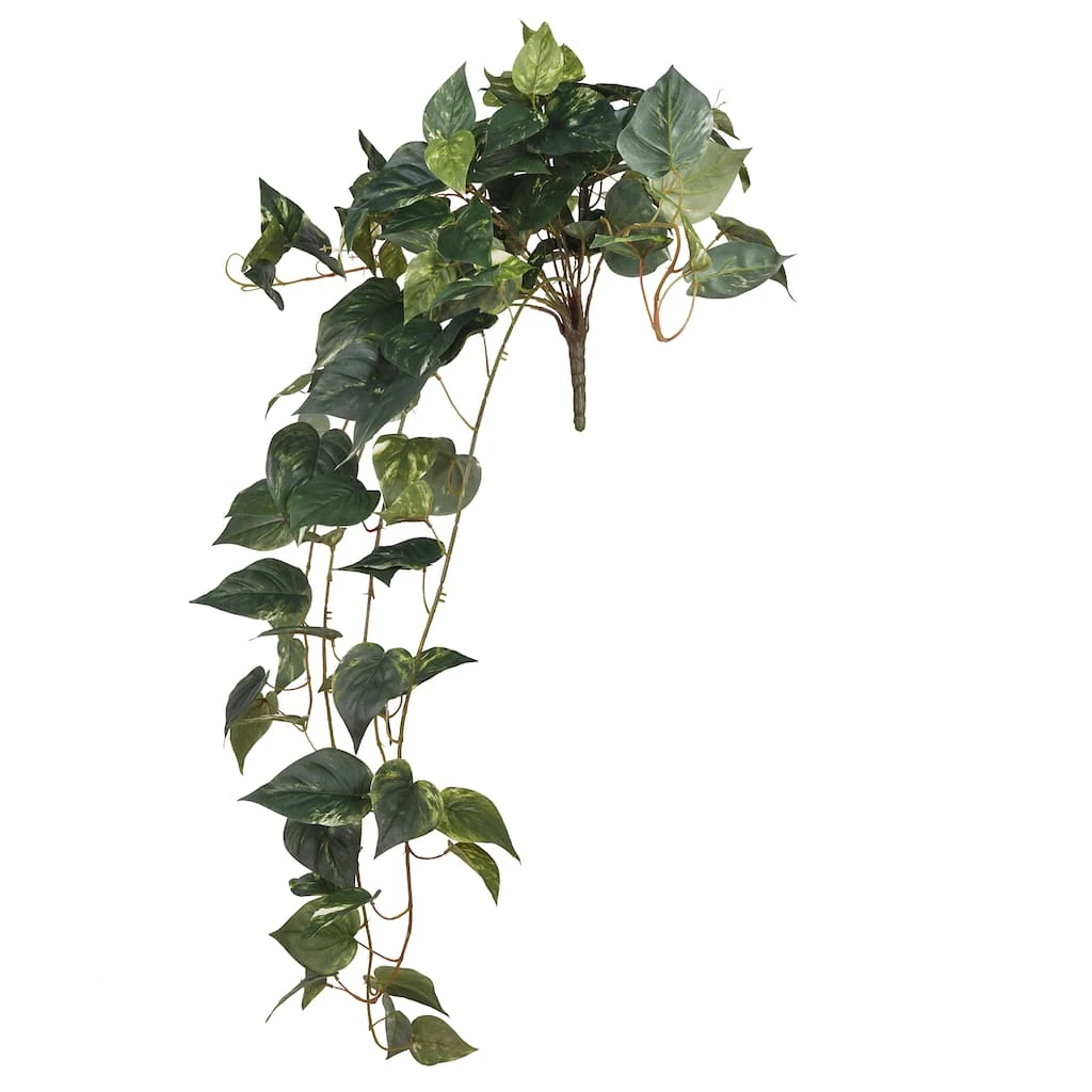 Best Pirce π 6 Pack: Hanging Pothos Bush by Ashland® βοΈ 3 Best Pirce π 6 Pack: Hanging Pothos Bush by Ashland® βοΈ