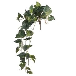 Discount 😀 Hanging Pothos Bush by Ashland® 🧨