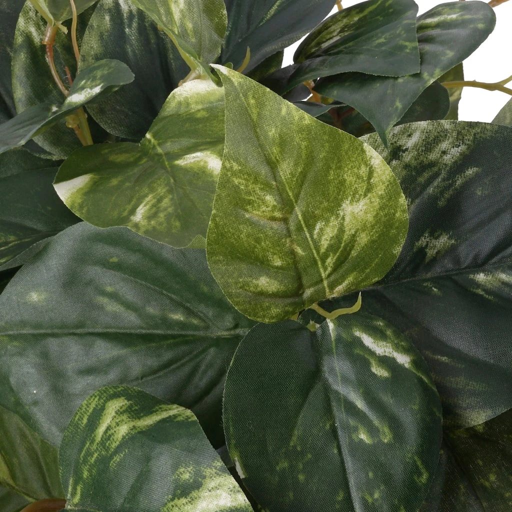 Best Pirce π 6 Pack: Hanging Pothos Bush by Ashland® βοΈ 4 Best Pirce π 6 Pack: Hanging Pothos Bush by Ashland® βοΈ - Image 2