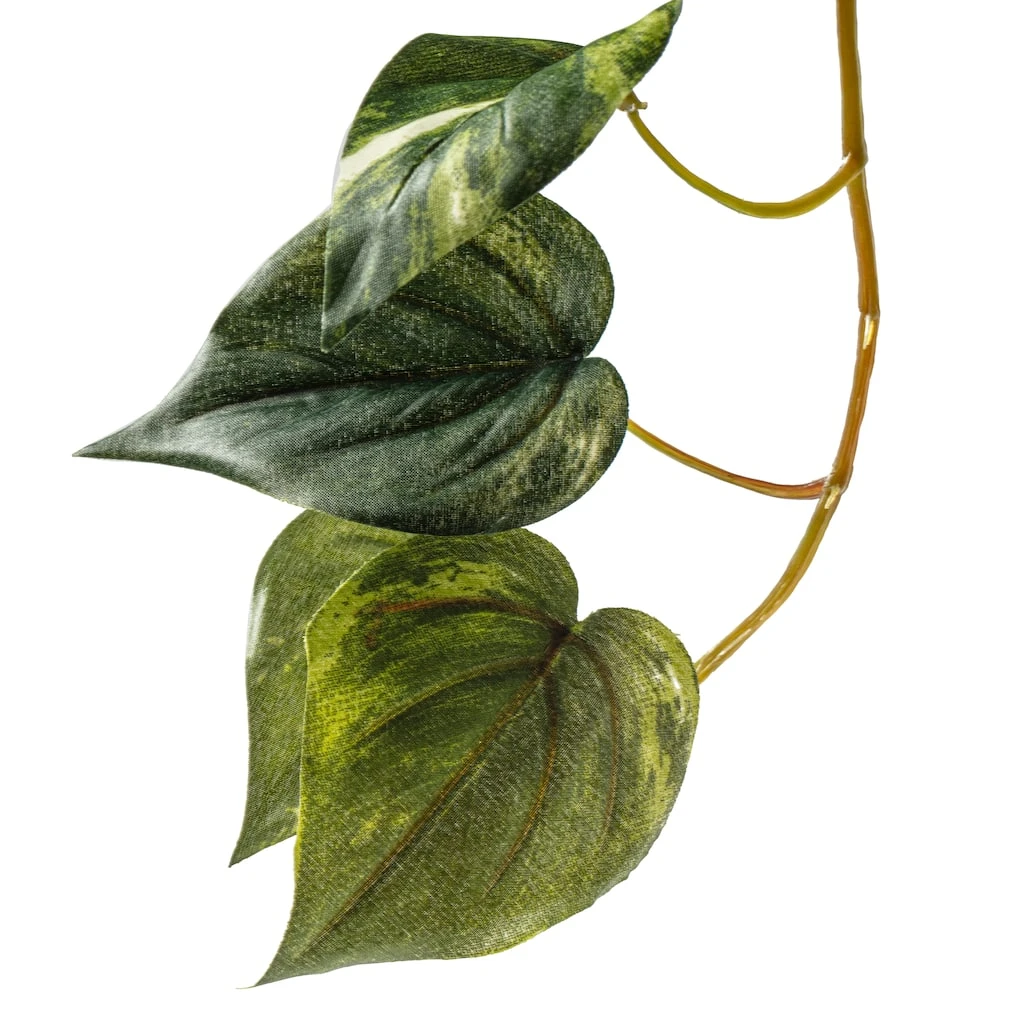 Discount π Hanging Pothos Bush by Ashland® 𧨠5 Discount π Hanging Pothos Bush by Ashland® 𧨠- Image 3