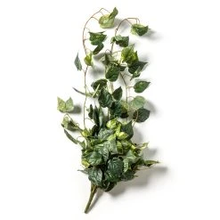 Best Pirce π 6 Pack: Hanging Pothos Bush by Ashland® βοΈ 10 Best Pirce π 6 Pack: Hanging Pothos Bush by Ashland® βοΈ -Ashlandty Shop 10626927 21 1