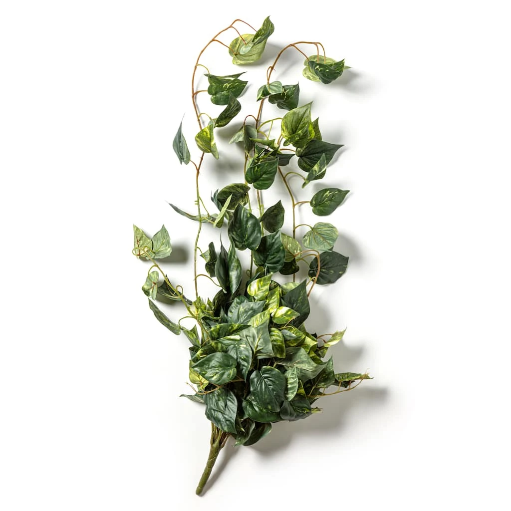 Best Pirce π 6 Pack: Hanging Pothos Bush by Ashland® βοΈ 6 Best Pirce π 6 Pack: Hanging Pothos Bush by Ashland® βοΈ - Image 4