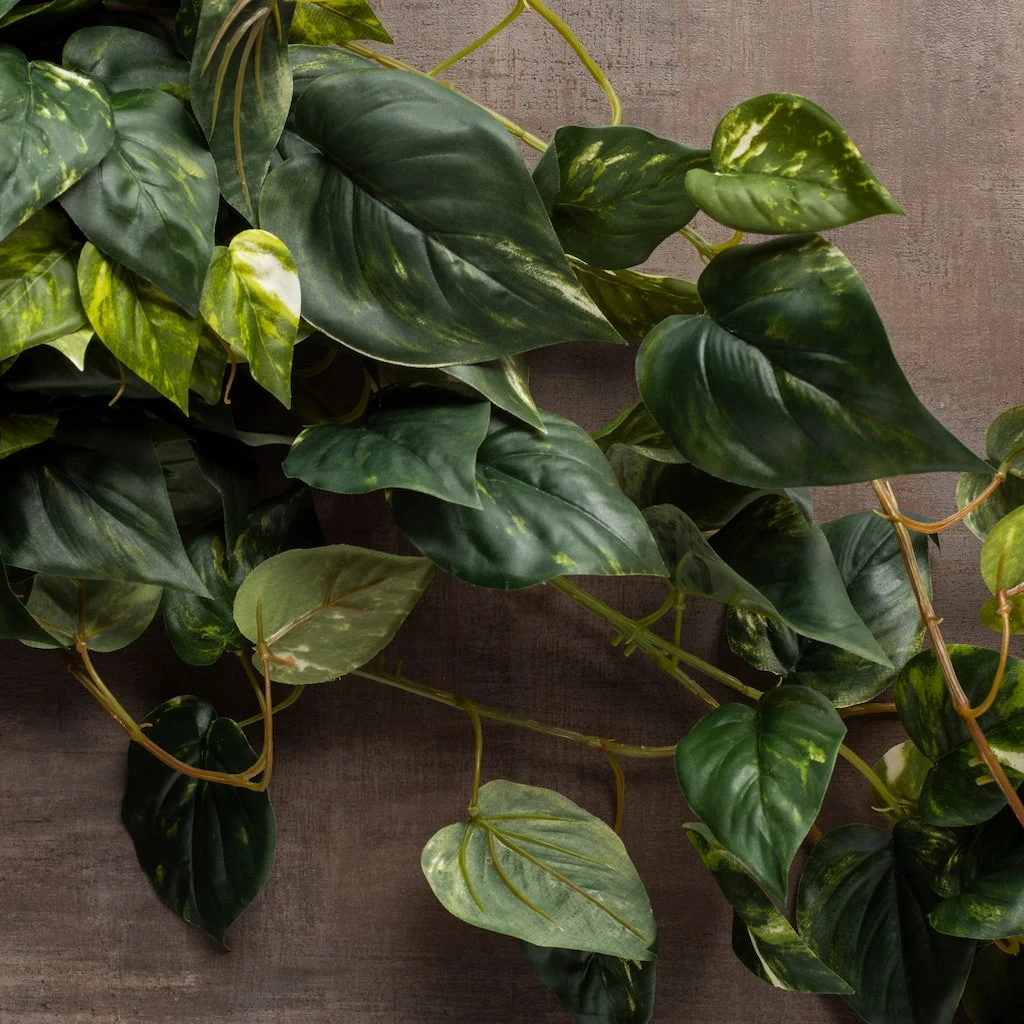 Best Pirce π 6 Pack: Hanging Pothos Bush by Ashland® βοΈ 7 Best Pirce π 6 Pack: Hanging Pothos Bush by Ashland® βοΈ - Image 5