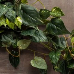 Discount π Hanging Pothos Bush by Ashland® 𧨠11 Discount π Hanging Pothos Bush by Ashland® 𧨠-Ashlandty Shop 10626927 25