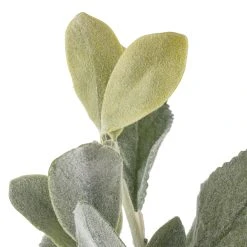 Cheapest ⌛ 6 Pack: Lamb's Ear Bush by Ashland® 😍 -Ashlandty Shop 10626928 20 1