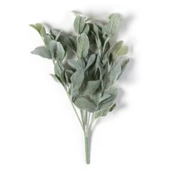 Cheapest โ 6 Pack: Lamb's Ear Bush by Ashland® ๐