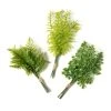 Buy ✨ Assorted Green Fern Bundle by Ashland® ✔️ 1 Buy ✨ Assorted Green Fern Bundle by Ashland® ✔️ -Ashlandty Shop 10626932 21