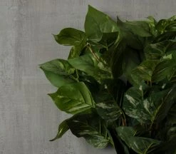Coupon 💯 6 Pack: Green Pothos Bush by Ashland® 🌟 -Ashlandty Shop 10626988 25 1