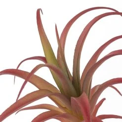 Budget 😉 Assorted Succulent Pick by Ashland® ❤️ 7 Budget 😉 Assorted Succulent Pick by Ashland® ❤️ -Ashlandty Shop 10626994 20