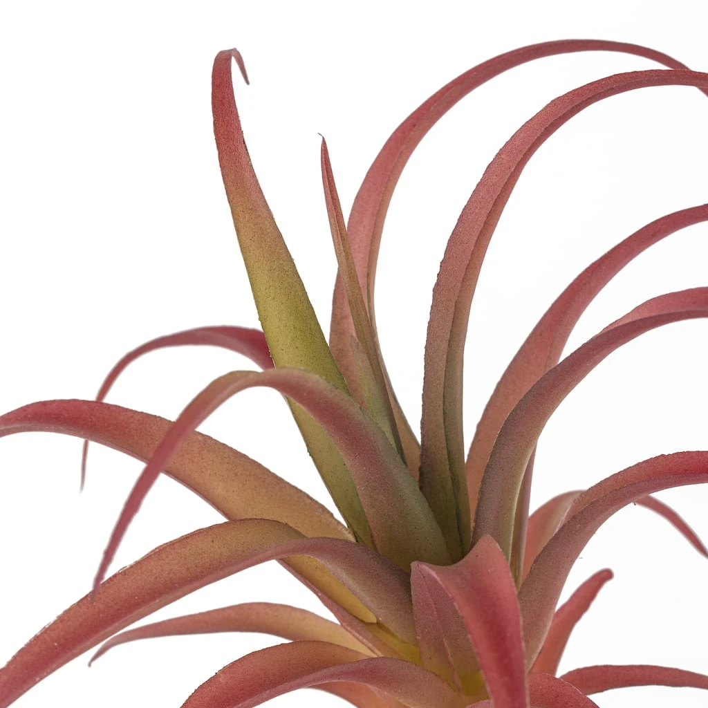 Budget 😉 Assorted Succulent Pick by Ashland® ❤️ 5 Budget 😉 Assorted Succulent Pick by Ashland® ❤️ - Image 3