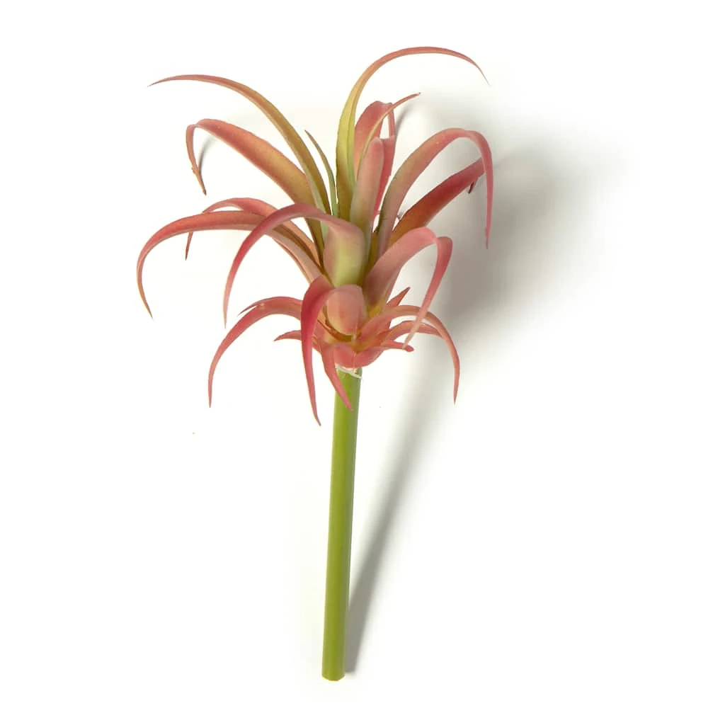 Discount 💯 24 Pack: Assorted Succulent Pick by Ashland® ⭐ 3 Discount 💯 24 Pack: Assorted Succulent Pick by Ashland® ⭐