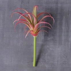 Budget 😉 Assorted Succulent Pick by Ashland® ❤️ 6 Budget 😉 Assorted Succulent Pick by Ashland® ❤️ -Ashlandty Shop 10626994 22