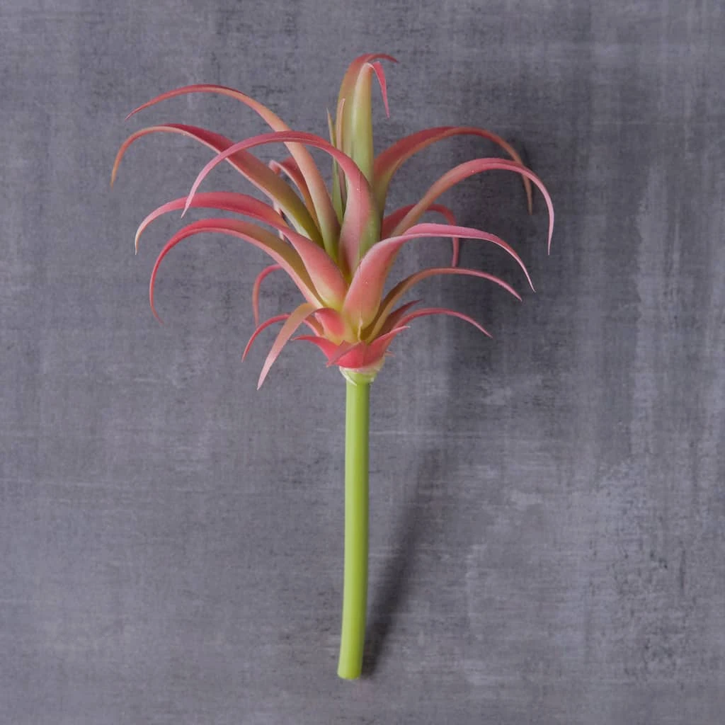 Budget 😉 Assorted Succulent Pick by Ashland® ❤️ 4 Budget 😉 Assorted Succulent Pick by Ashland® ❤️ - Image 2