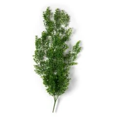 Coupon 🔥 12 Pack: Green Boxwood Bush by Ashland® ⭐