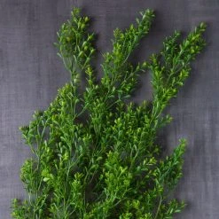 Budget 🎉 Green Boxwood Bush by Ashland® ✔️ -Ashlandty Shop 10627315 22