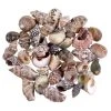 Top 10 ✨ Natural Small Sea Shell Mix by Ashland® 🔔 -Ashlandty Shop 10627359 2
