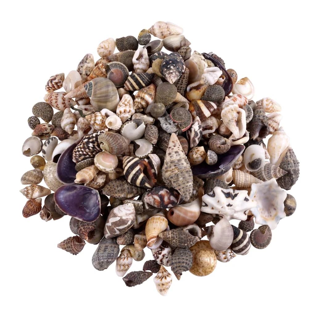 Wholesale β€οΈ Natural Extra Small Sea Shell Mix by Ashland® π 3 Wholesale β€οΈ Natural Extra Small Sea Shell Mix by Ashland® π
