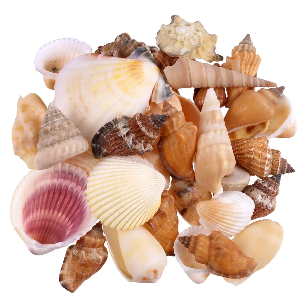 Coupon ❤️ 12 Pack: Natural Mixed Shells by Ashland® 🤩 3 Coupon ❤️ 12 Pack: Natural Mixed Shells by Ashland® 🤩