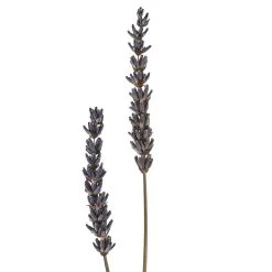 Best Pirce 🛒 Lavender Grass Bundle by Ashland® 🤩 -Ashlandty Shop 10628611 20