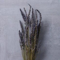 Best Pirce 🛒 Lavender Grass Bundle by Ashland® 🤩 -Ashlandty Shop 10628611 22